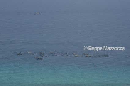 VIBO MARINA - VIVAI A MARE
